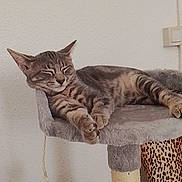 Grizou participe au concours pour gagner de l'argent avec cette photo : cat, tabby, sleeping, relaxed, pet, animal, feline, cat_tree, scratching_post, indoor, home, furniture, platform, paws, whiskers, striped_fur, brown_fur, gray_fur, cozy, portrait