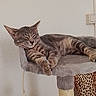 cat, tabby, sleeping, relaxed, pet, animal, feline, cat_tree, scratching_post, indoor, home, furniture, platform, paws, whiskers, striped_fur, brown_fur, gray_fur, cozy, portrait