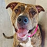 dog, brindle, portrait, happy, smiling, tongue, open_mouth, pink_collar, pet, animal, standing, indoor, wall, floor, close_up, front_facing, brown_fur, white_chest, floppy_ears, playful