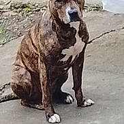 Aya a rejoint le concours — aidez-le/la à gagner de superbes lots ! dog, brindle_dog, sitting, outdoor, pavement, concrete, garden, fence, animal, pet, canine, white_chest, white_paws, floppy_ears, portrait, full_body, smartphone_screenshot, snapchat_icon, phone_interface, daylight
