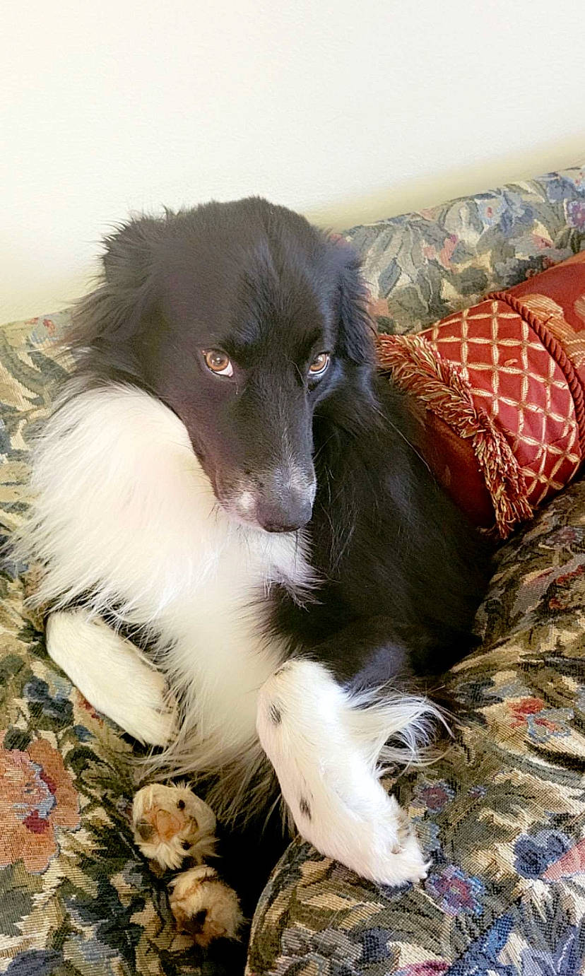 Raider joined the competition — help win amazing prizes! borador, border_collie, carnivore, companion_dog, dog, dog_breed, fang, fur, liver, puppy, sporting_group, whiskers, working_animal