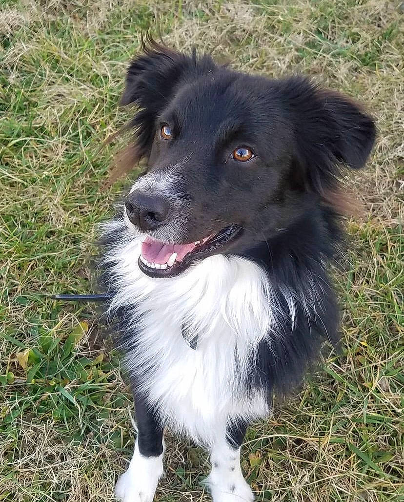 Raider is registered to the contest to win money with this photo: australian_collie, balance, borador, border_collie, canidae, carnivore, companion_dog, dog, dog_breed, fur, grass, herding_dog, plant, snout, sporting_group, terrestrial_animal, whiskers, working_animal, working_dog