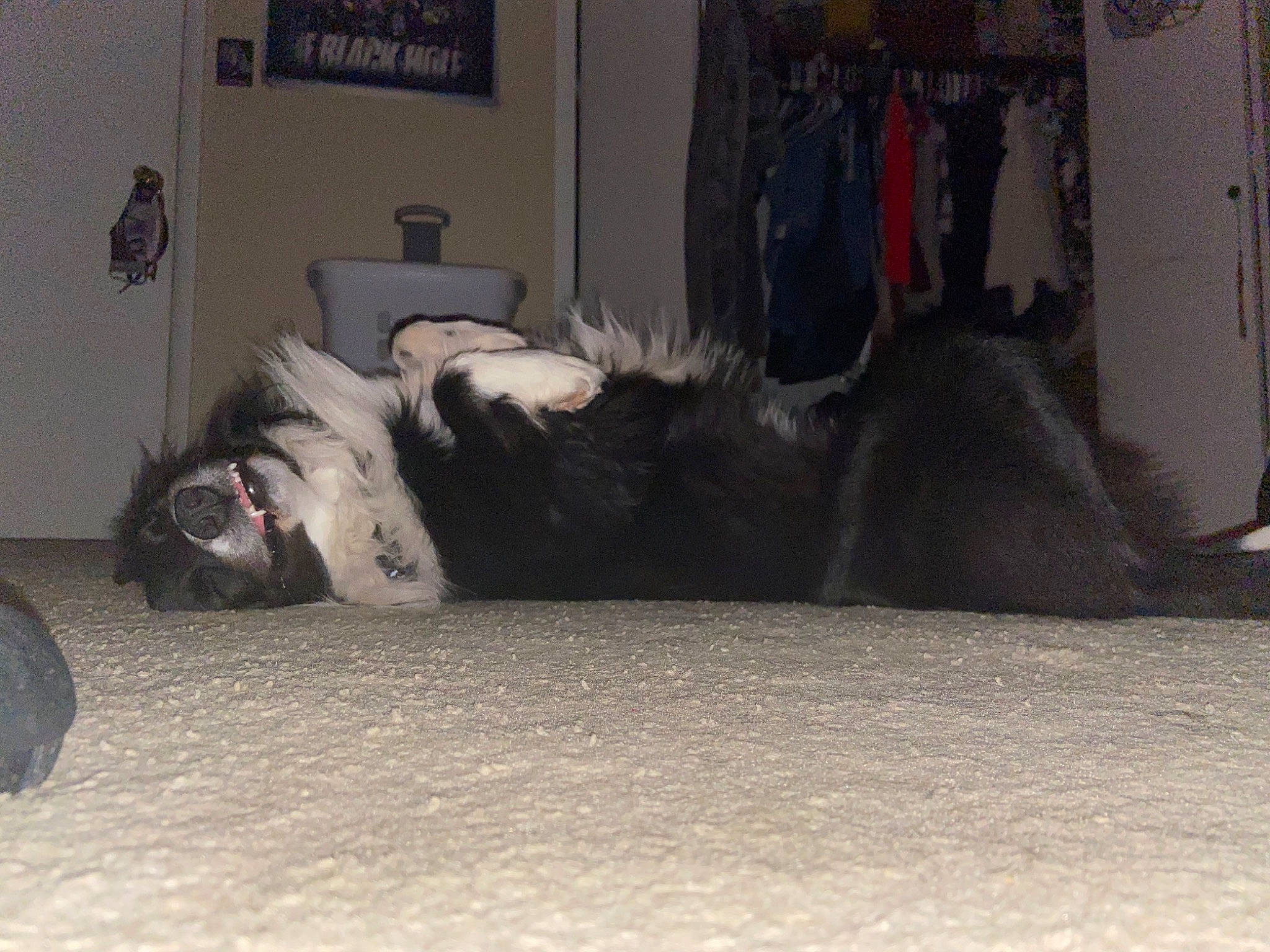 Raider joined the competition — help win amazing prizes! automotive_design, automotive_tire, carnivore, comfort, companion_dog, dog, dog_breed, fawn, felidae, flooring, fur, grey, hardwood, human_leg, linens, small_to_medium_sized_cats, snout, tail, whiskers, wood