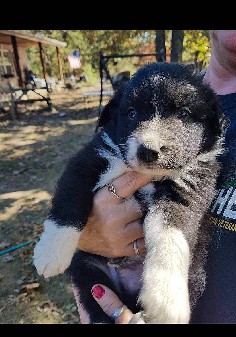 Raider is registered to the contest to win money with this photo: ancient_dog_breeds, canidae, carnivore, companion_dog, dog, dog_breed, electric_blue, fur, happy, herding_dog, non_sporting_group, puppy, puppy_love, sitting, snout, sporting_group, toy_dog, working_animal, working_dog