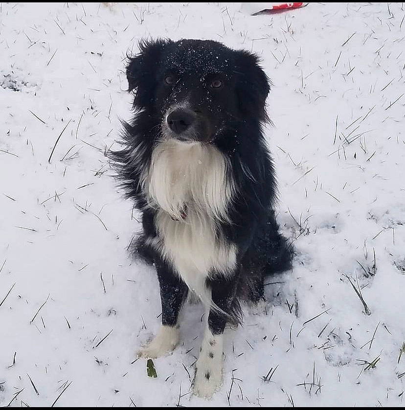 Raider joined the competition — help win amazing prizes! art, canidae, carnivore, companion_dog, dog, dog_breed, dog_supply, drawing, fur, liver, monochrome_photography, pet_supply, small_terrier, snout, snow, sporting_group, tail, toy_dog, winter, working_animal