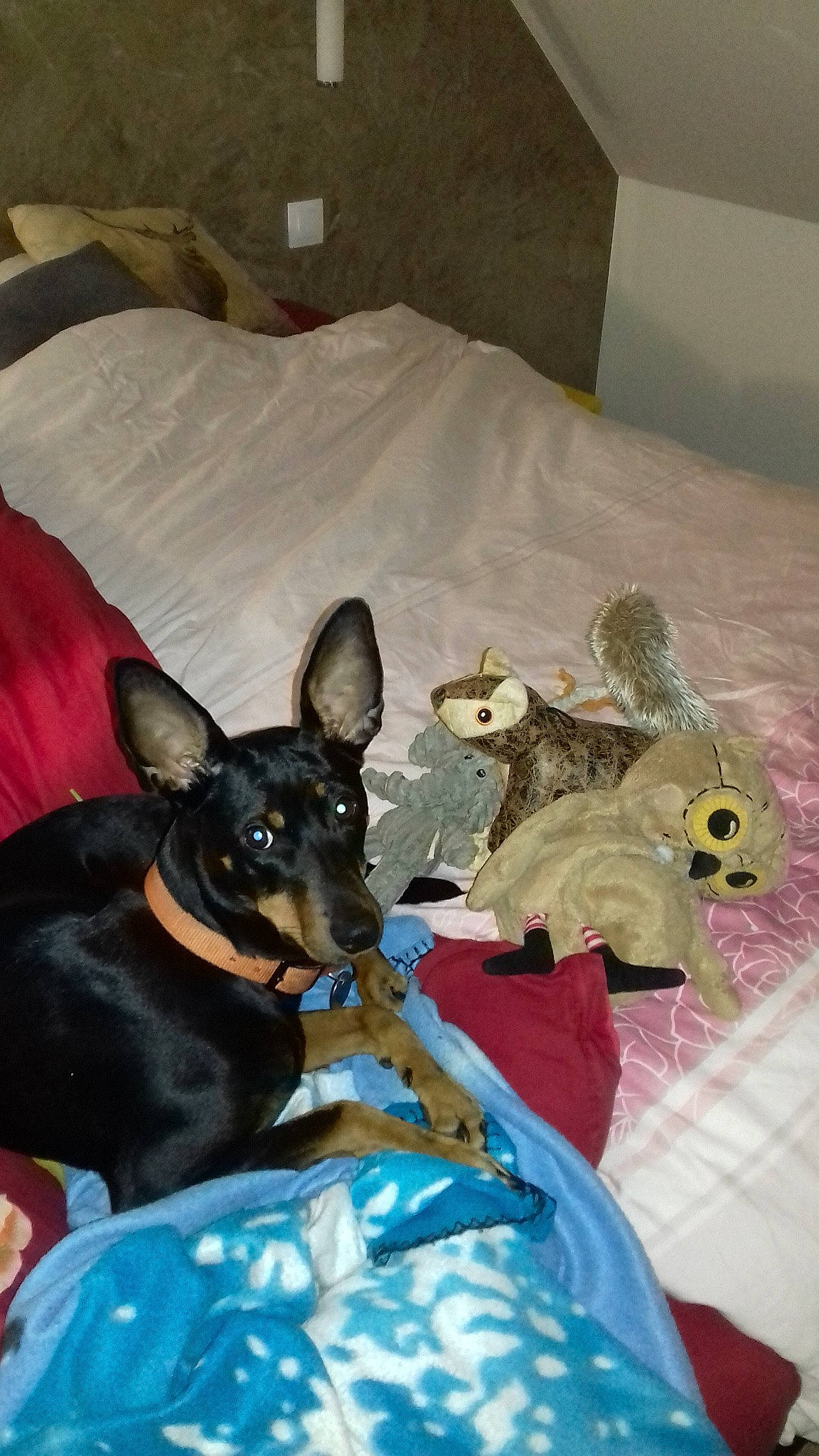 Doby participe au concours pour gagner de l'argent avec cette photo : canidae, carnivore, dog, dog_breed, english_toy_terrier, german_pinscher, guard_dog, mammal, manchester_terrier, miniature_pinscher, pinscher, prazsky_krysarik, russkiy_toy, teddy_roosevelt_terrier, toy_dog, toy_manchester_terrier