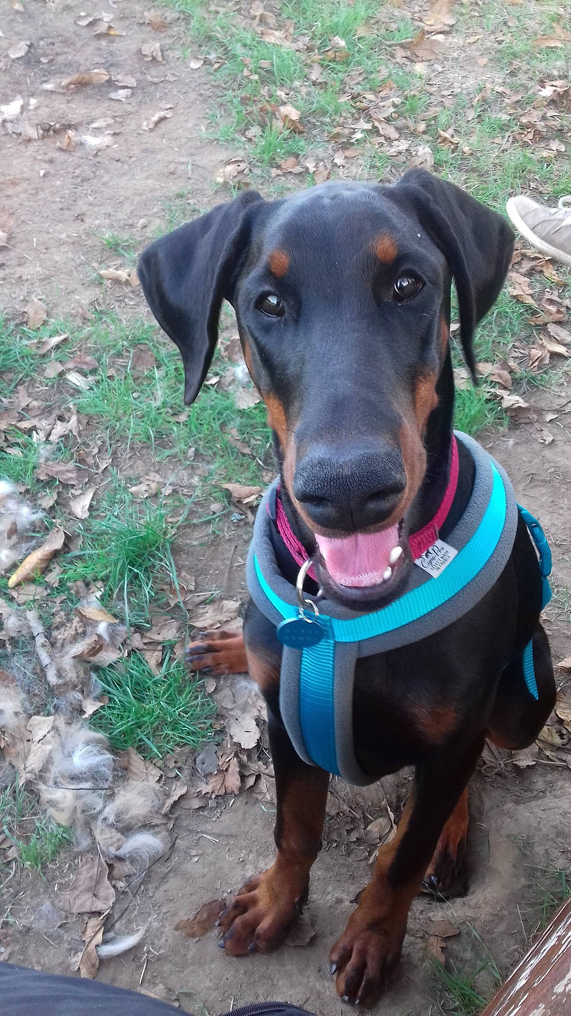 Prada participe au concours pour gagner de l'argent avec cette photo : austrian_black_and_tan_hound, canidae, carnivore, dobermann, dog, dog_breed, german_pinscher, guard_dog, hellenikos_ichnilatis, huntaway, hunting_dog, mammal, manchester_terrier, montenegrin_mountain_hound, pinscher, rare_breed_dog, snout, sporting_group, transylvanian_hound, working_dog