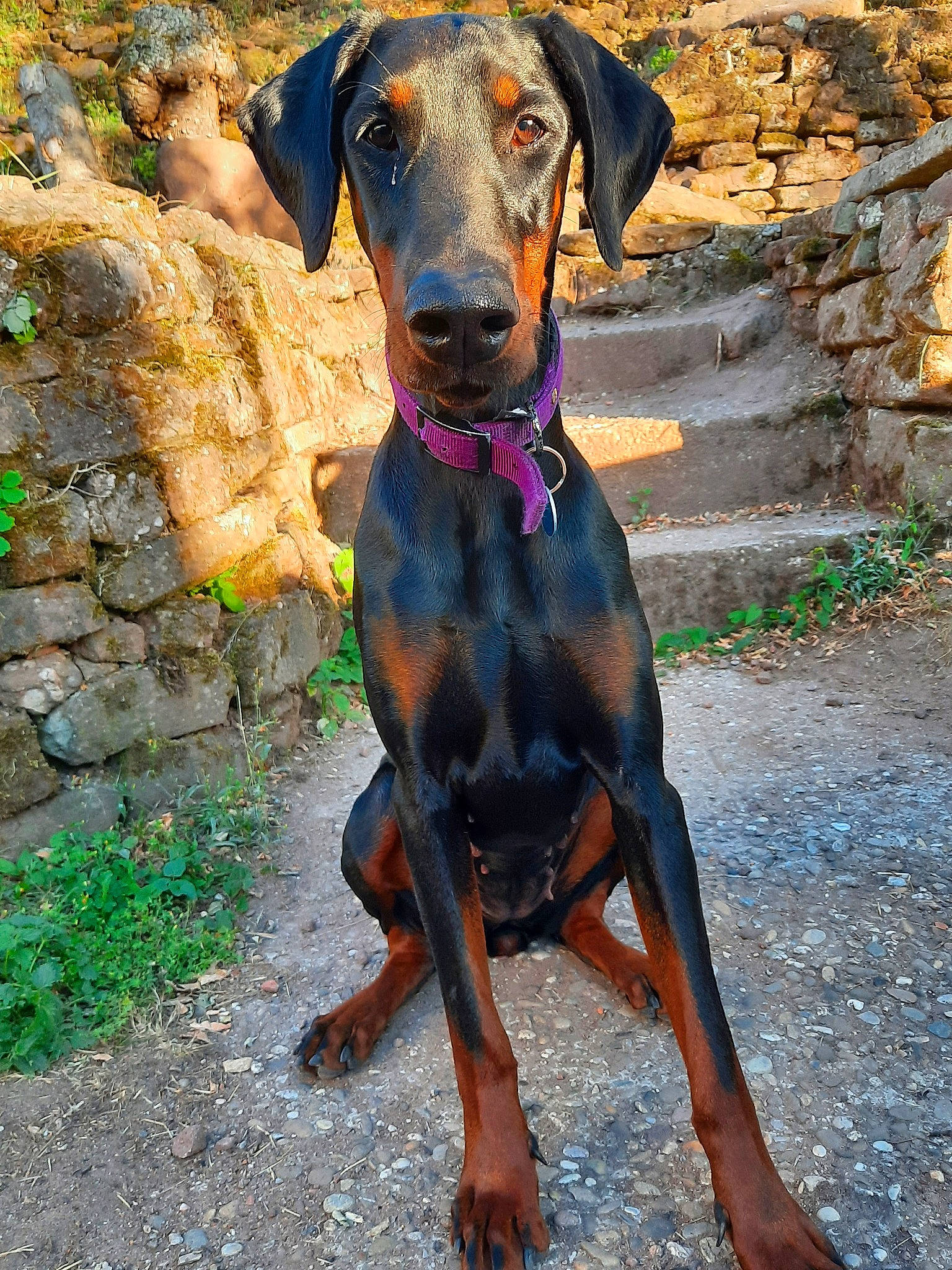 Prada a rejoint le concours — aidez-le/la à gagner de superbes lots ! austrian_black_and_tan_hound, canidae, carnivore, dobermann, dog, dog_breed, fawn, german_pinscher, guard_dog, hellenikos_ichnilatis, huntaway, hunting_dog, mammal, manchester_terrier, montenegrin_mountain_hound, pinscher, polish_hunting_dog, transylvanian_hound, vertebrate, working_dog