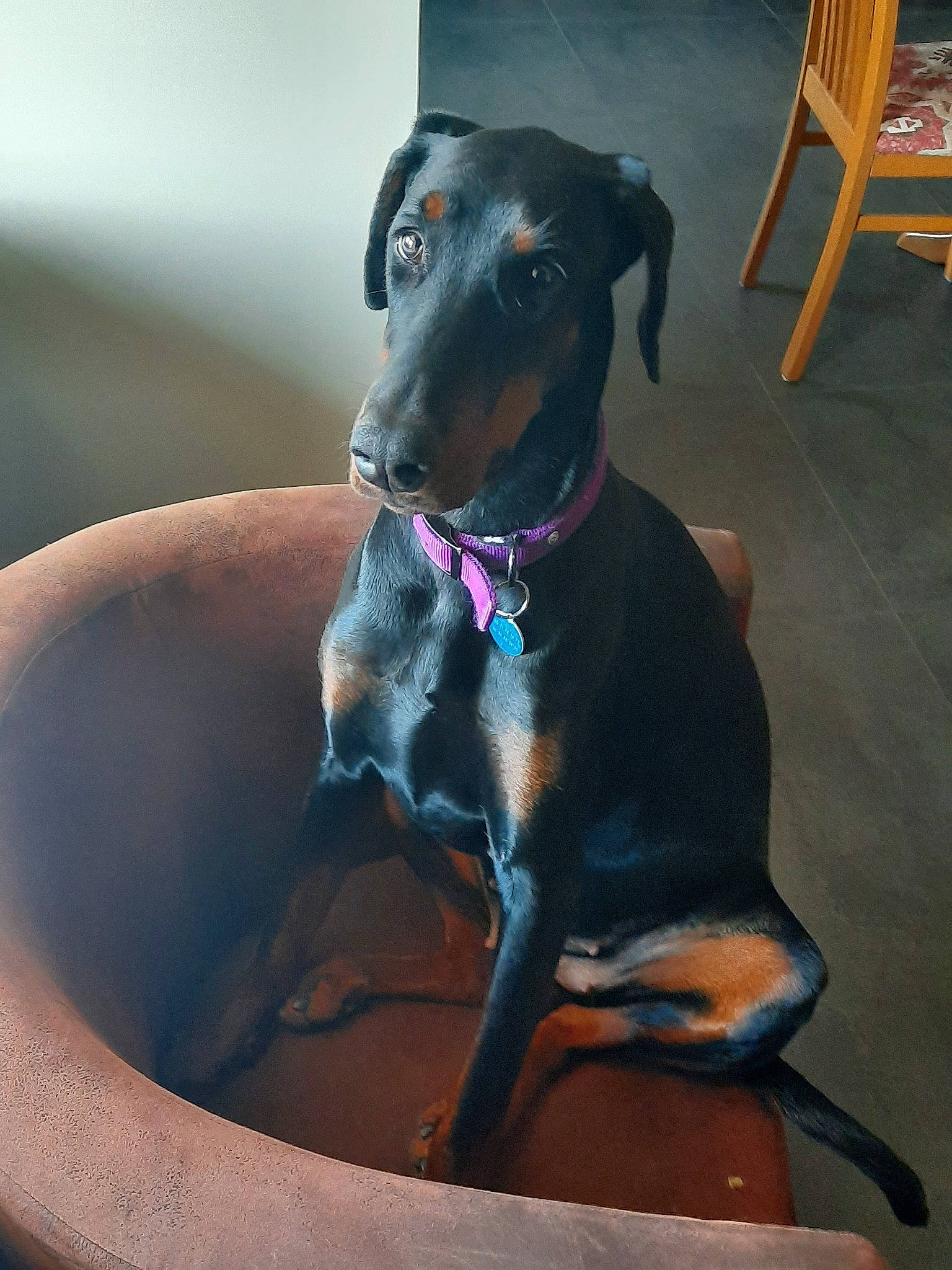 Prada participe au concours pour gagner de l'argent avec cette photo : beauceron, canidae, carnivore, collar, companion_dog, dobermann, dog, dog_breed, dog_collar, german_pinscher, guard_dog, huntaway, hunting_dog, mammal, manchester_terrier, pinscher, snout, toy_manchester_terrier, vertebrate, working_dog