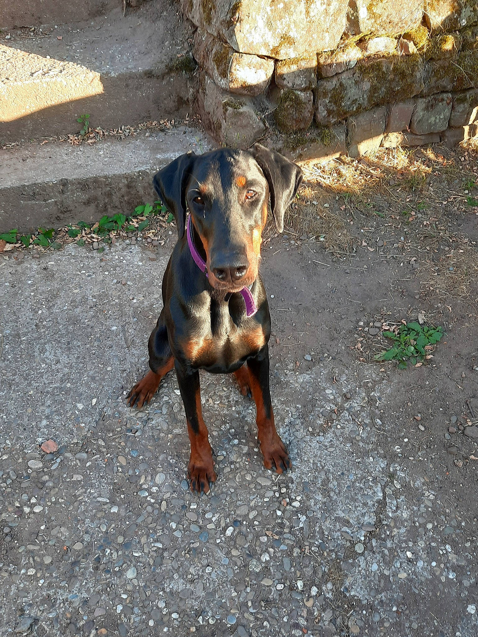 Prada participe au concours pour gagner de l'argent avec cette photo : canidae, carnivore, dog, dog_breed, fawn, german_pinscher, guard_dog, hellenikos_ichnilatis, hunting_dog, mammal, pinscher, sporting_group, transylvanian_hound, working_dog