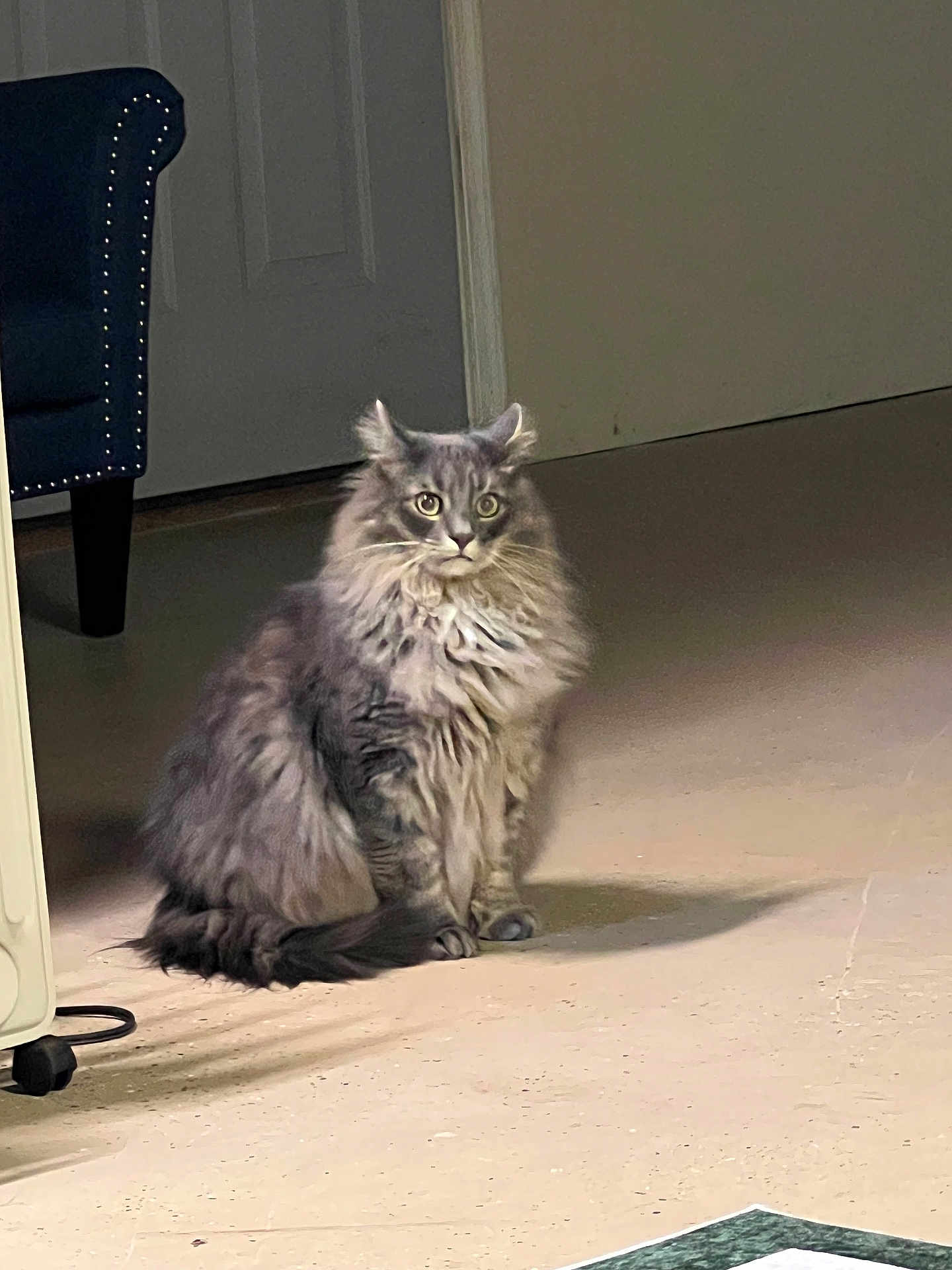 Aladdin joined the competition — help win amazing prizes! cat, fluffy, gray, indoor, floor, shadow, door, chair, furniture, pet, animal, sitting, wide_eyes, long_fur, domestic_cat, calm, quiet, home, mammal, cute