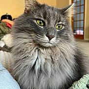 Aladdin joined the competition — help win amazing prizes! cat, fluffy, gray_cat, green_eyes, indoor, pet, feline, whiskers, closeup, portrait, cozy, blanket, fur, domestic_cat, relaxed, animal, cute, home, soft, resting