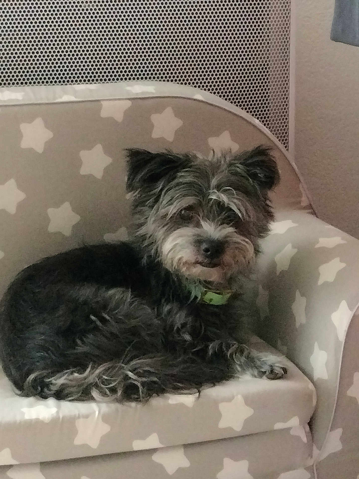 Kiki a rejoint le concours — aidez-le/la à gagner de superbes lots ! dog, pet, armchair, star_pattern, fur, collar, indoor, cozy, relaxed, small_dog, furniture, resting, cute, animal, domestic_animal, portrait, canine, companion, home, seated