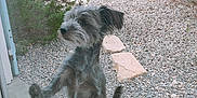 Kiki a rejoint le concours — aidez-le/la à gagner de superbes lots ! dog, gray_dog, standing, outdoor, gravel, garden, glass_door, paw_raised, scruffy, curious, plants, stone_slabs, bush, tail, ears, side_view, pet, canine, daylight, fence