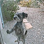 dog, gray_dog, standing, outdoor, gravel, garden, glass_door, paw_raised, scruffy, curious, plants, stone_slabs, bush, tail, ears, side_view, pet, canine, daylight, fence