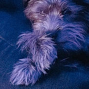 Kiki participe au concours pour gagner de l'argent avec cette photo : dog, animal, pet, fur, close_up, lying_down, fluffy, mammal, canine, resting, indoor, dark_background, cozy, soft_texture, portrait, companion, cute, sleepy, furry, domestic_animal