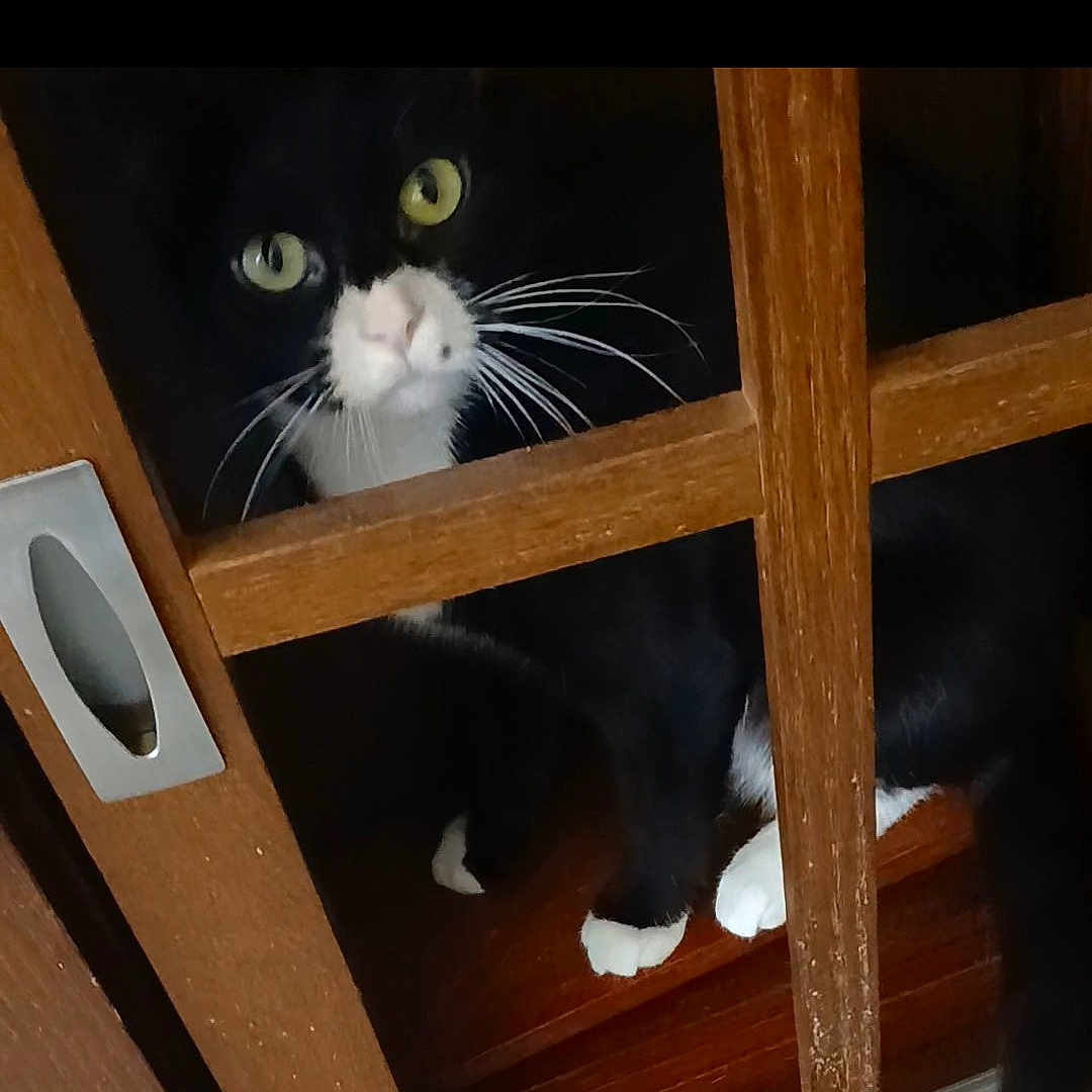 Meowlyn Monroe is registered to the contest to win money with this photo: animal, blackcat, cabinet, cat, closet, cupboard, drawer, furniture, hardwood, indoors, interiordesign, kitten, manx, pet, plywood, stainedwood, wood