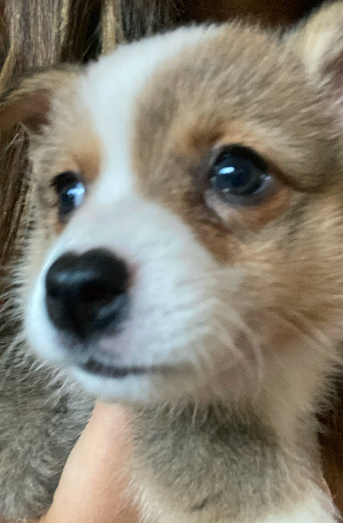 Biscuit joined the competition — help win amazing prizes! ancient_dog_breeds, bored, canidae, carnivore, chihuahua, close_up, companion_dog, dog, dog_breed, fawn, fur, irishjacks, non_sporting_group, puppy_love, snout, sporting_group, terrestrial_animal, toy_dog, whiskers, working_animal