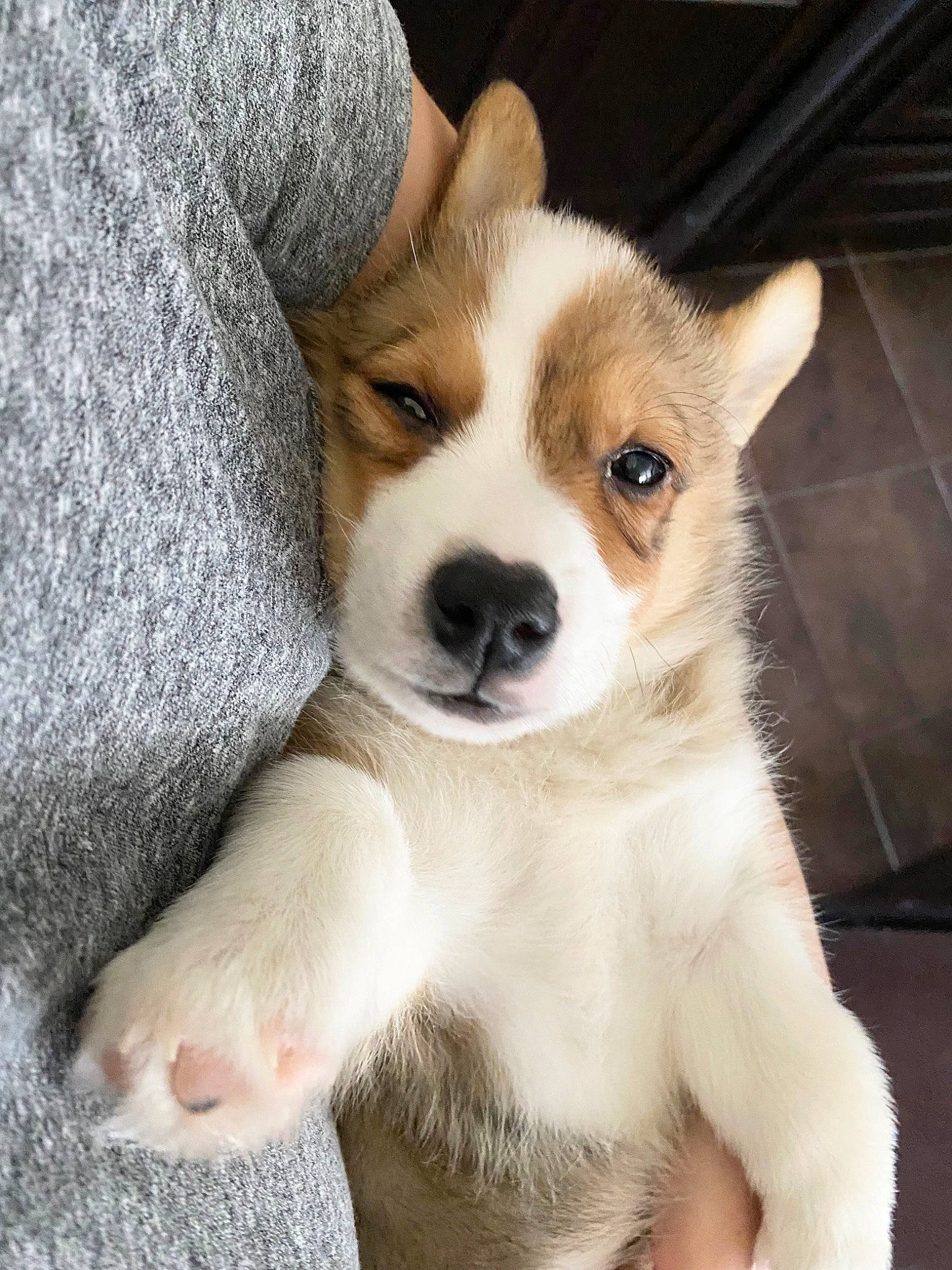 Biscuit joined the competition — help win amazing prizes! canidae, carnivore, comfort, companion_dog, dog, dog_breed, fawn, fur, irishjacks, paw, puppy, snout, sporting_group, terrestrial_animal, toy_dog, whiskers, working_animal