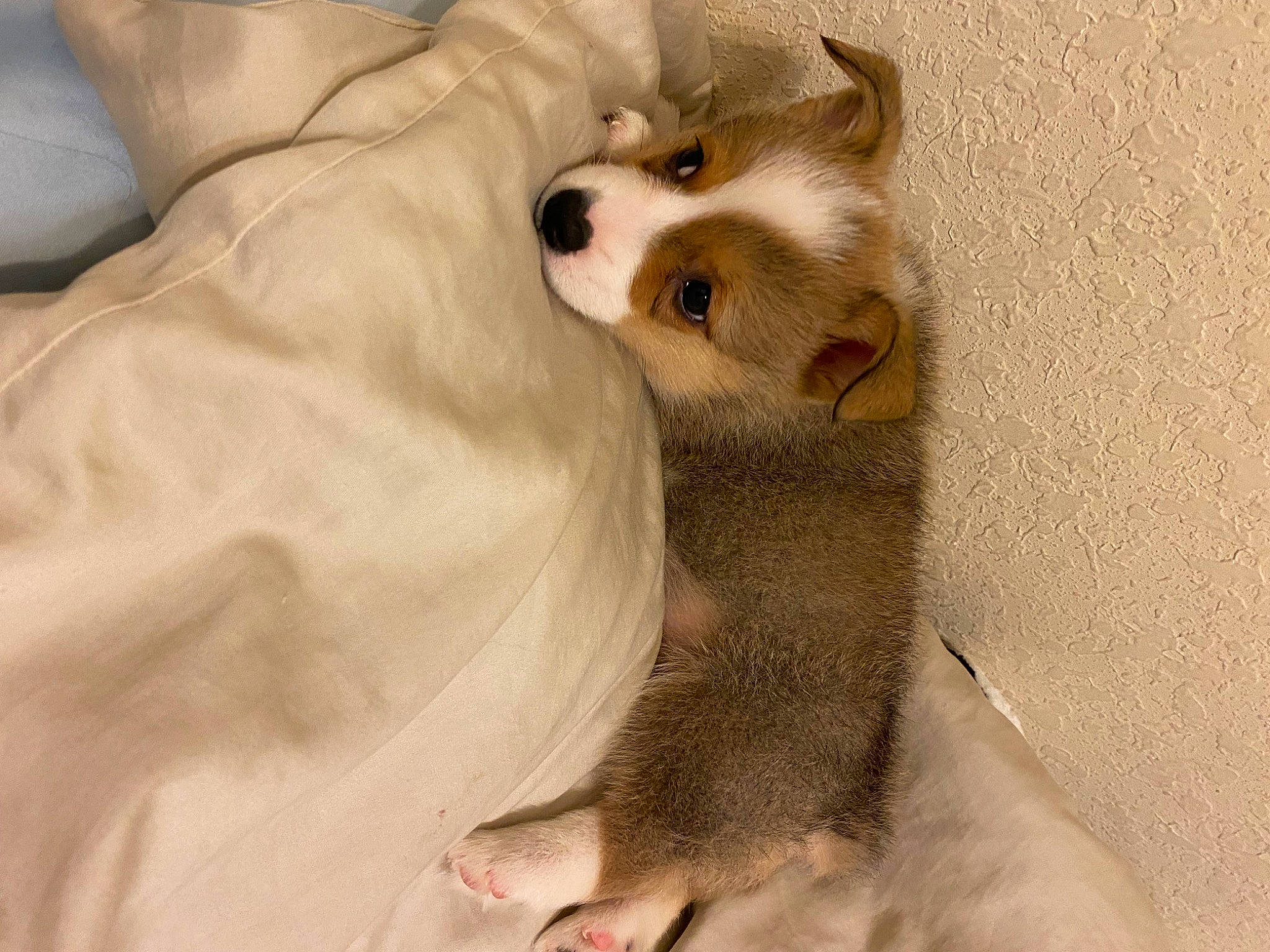 Biscuit is registered to the contest to win money with this photo: carnivore, cat, comfort, companion_dog, dog, dog_breed, domestic_short_haired_cat, eyelash, fawn, felidae, fur, linens, paw, small_to_medium_sized_cats, snout, tail, terrestrial_animal, toy_dog, whiskers, working_animal