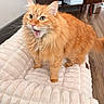 Hank is registered to the contest to win money with this photo: animal, bed, cat, cozy, cute, domestic, eyes, flooring, fluffy, fur, furniture, indoor, living_room, mammal, mouth_open, orange_cat, paws, pet, plush, whiskers