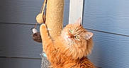 Hank joined the competition — help win amazing prizes! animal, blue_wall, cat, climbing, curious, cute, domestic_cat, feline, fluffy, fur, indoor, orange_cat, pet, playful, portrait, scratching_post, tail, toy, whiskers, wooden_floor