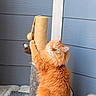 animal, blue_wall, cat, climbing, curious, cute, domestic_cat, feline, fluffy, fur, indoor, orange_cat, pet, playful, portrait, scratching_post, tail, toy, whiskers, wooden_floor