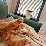 Hank is registered to the contest to win money with this photo: animal, blanket, blinds, cat, comfort, couch, cozy, cute, feline, fluffy, fur, home, indoor, orange_cat, paw, pet, relaxed, resting, sleeping, window