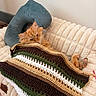 animal, blanket, cat, comfort, couch, cozy, crochet, cute, fur, furniture, home, indoor, orange_cat, pet, pillow, relaxation, relaxed, resting, sleepy, soft