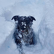 Tsiphora a rejoint le concours — aidez-le/la à gagner de superbes lots ! animal, black_dog, canine, cold, daylight, dog, excited, fur, happy, nature, outdoor, pet, playful, portrait, smiling, snow, snow_covered, snowy_ground, winter, winter_fun