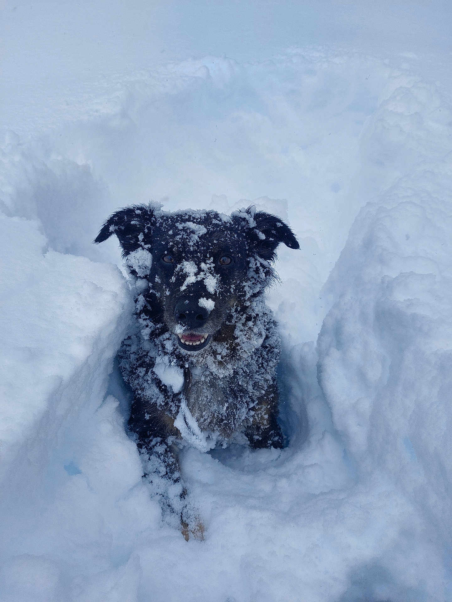 Tsiphora a rejoint le concours — aidez-le/la à gagner de superbes lots ! animal, black_dog, canine, cold, daylight, dog, excited, fur, happy, nature, outdoor, pet, playful, portrait, smiling, snow, snow_covered, snowy_ground, winter, winter_fun