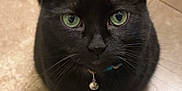 Momma is registered to the contest to win money with this photo: abyssinian, accessories, animal, blackcat, cat, collar, jewelry, kitten, leash, manx, necklace, pendant, pet, strap