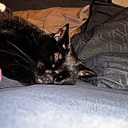Momma is registered to the contest to win money with this photo: animal, bed, bedroom, blackcat, blanket, cat, couch, cushion, furniture, homedecor, indoors, kitten, linen, manx, person, pet, quilt, room, sleeping, velvet