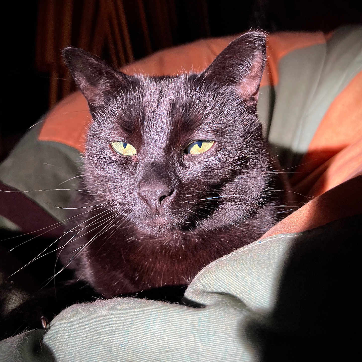 Bear is registered to the contest to win money with this photo: abyssinian, animal, armchair, blackcat, cat, chair, couch, furniture, kitten, manx, pet