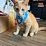 cat, orange_cat, bandana, blue_bandana, snowflake_pattern, indoor, wooden_floor, box, clutter, sitting, pet, animal, curious, feline, ears, whiskers, tail, household, shelf, background