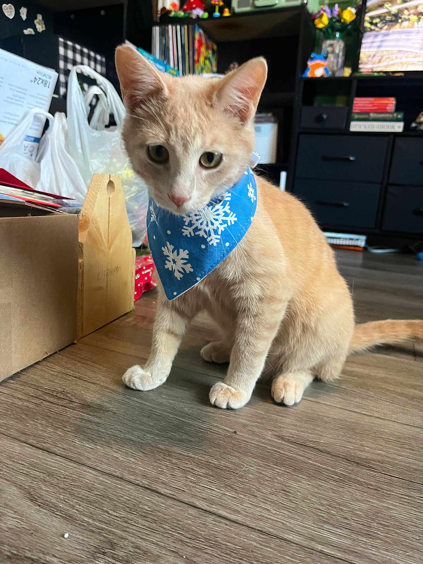 Finley joined the competition — help win amazing prizes! cat, orange_cat, bandana, blue_bandana, snowflake_pattern, indoor, wooden_floor, box, clutter, sitting, pet, animal, curious, feline, ears, whiskers, tail, household, shelf, background