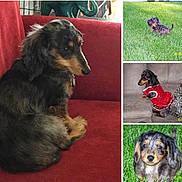 Lucy is registered to the contest to win money with this photo: dog, puppy, dachshund, grass, couch, red_couch, indoor, outdoor, pet, animal, furniture, playing, sitting, cute, small_dog, costume, red_dress, collage, fur, portrait