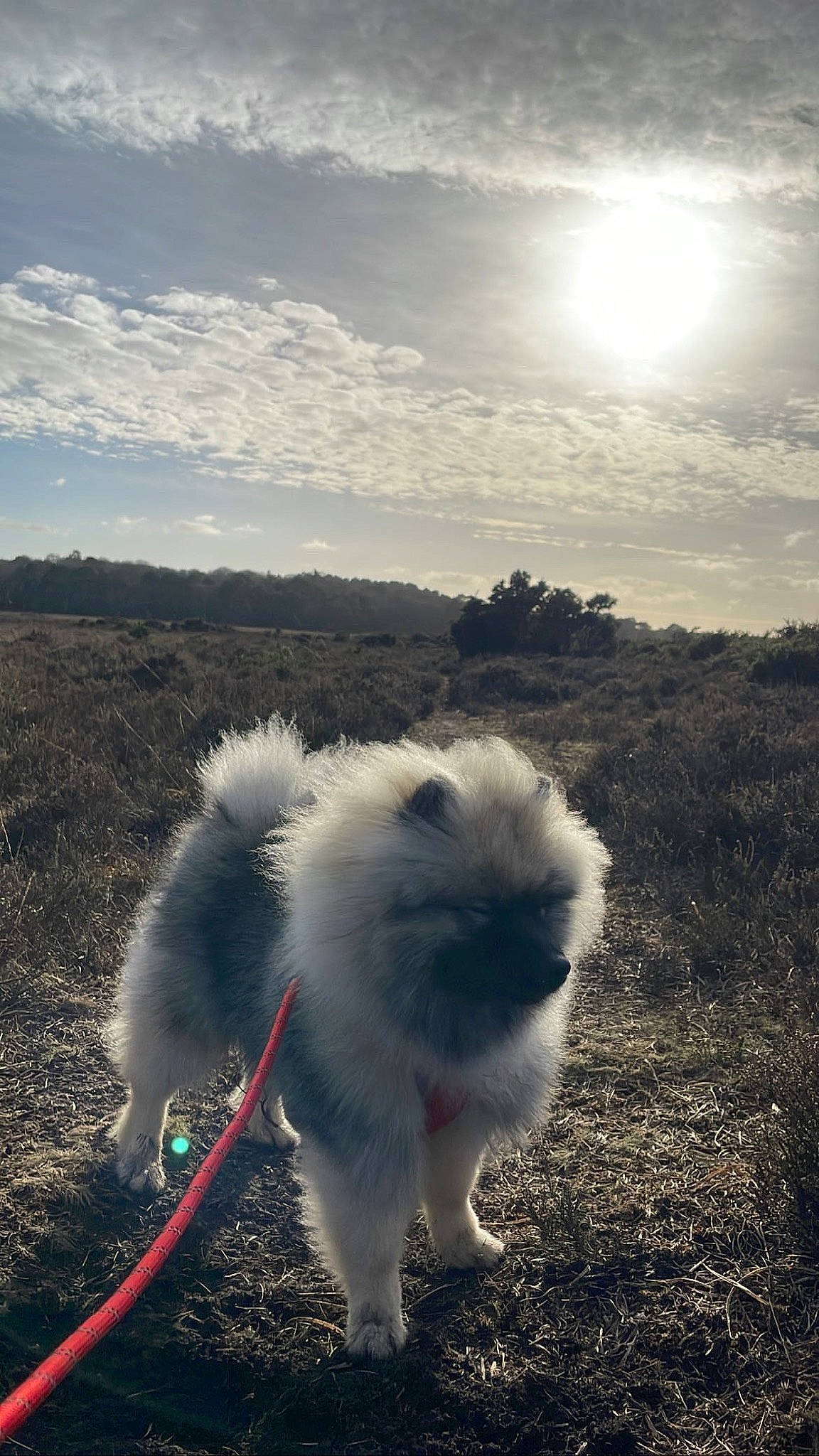 Arnold is registered to the contest to win money with this photo: canidae, cloud, companion_dog, cumulus, dog_breed, electric_blue, felidae, foot, fur, grass, landscape, lens_flare, meteorological_phenomenon, shadow, sky, small_to_medium_sized_cats, sporting_group, sunlight, tail, whiskers