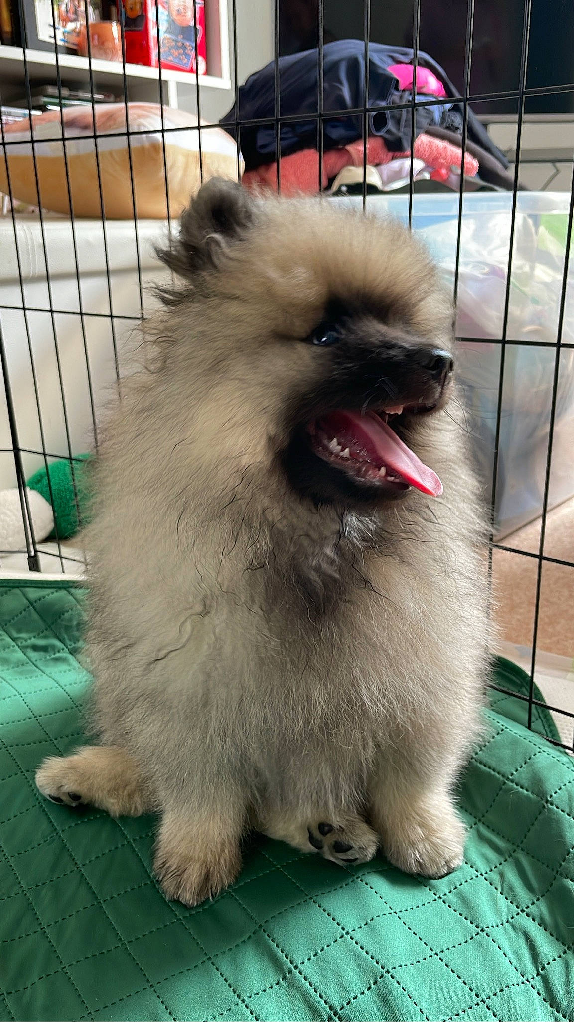 Arnold is registered to the contest to win money with this photo: ancient_dog_breeds, canidae, carnivore, companion_dog, dog, dog_breed, fawn, fence, fur, german_spitz, german_spitz_klein, german_spitz_mittel, keeshond, snout, spitz, sporting_group, tail, toy_dog, whiskers, working_animal