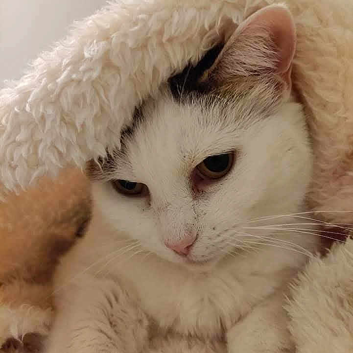 Tendresse participe au concours pour gagner de l'argent avec cette photo : animal, black_spot, blanket, cat, close_up, comfort, cozy, cute, domestic_cat, ears, fluffy_blanket, fur, indoor, pet, relaxed, resting, sleepy, soft_texture, whiskers, white_cat