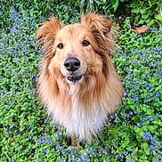 Oupsi a rejoint le concours — aidez-le/la à gagner de superbes lots ! dog, animal, pet, flower, greenery, outdoor, nature, fur, canine, grass, plant, purple_flower, garden, cute, portrait, looking_up, fluffy, ears, snout, eyes