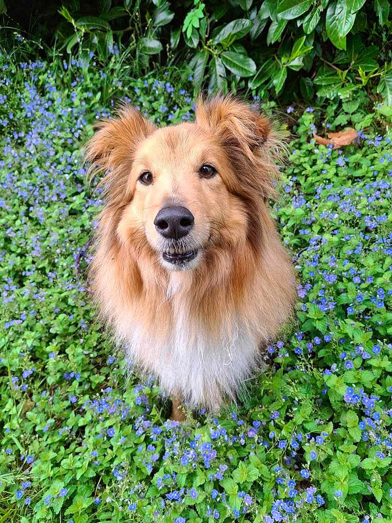 Oupsi a rejoint le concours — aidez-le/la à gagner de superbes lots ! dog, animal, pet, flower, greenery, outdoor, nature, fur, canine, grass, plant, purple_flower, garden, cute, portrait, looking_up, fluffy, ears, snout, eyes