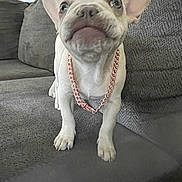 Nala joined the competition — help win amazing prizes! french_bulldog, puppy, dog, pet, chain_necklace, white_dog, couch, indoor, curious, close_up, looking_up, furniture, living_room, young_dog, canine, domestic_animal, small_dog, companion, cute, animal