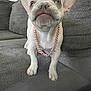 french_bulldog, puppy, dog, pet, chain_necklace, white_dog, couch, indoor, curious, close_up, looking_up, furniture, living_room, young_dog, canine, domestic_animal, small_dog, companion, cute, animal