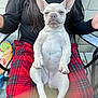 Nala is registered to the contest to win money with this photo: french_bulldog, dog, pet, animal, sitting, lap, plaid_pants, red_pants, black_shirt, person, outdoor, chair, relaxed, expression, furry, ears, face, cute, companion, resting