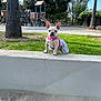 Nala is registered to the contest to win money with this photo: dog, french_bulldog, puppy, pet, outdoor, park, playground, grass, concrete, tree, dress, pink, polka_dot, animal, cute, small_dog, sunny, daytime, nature, leash