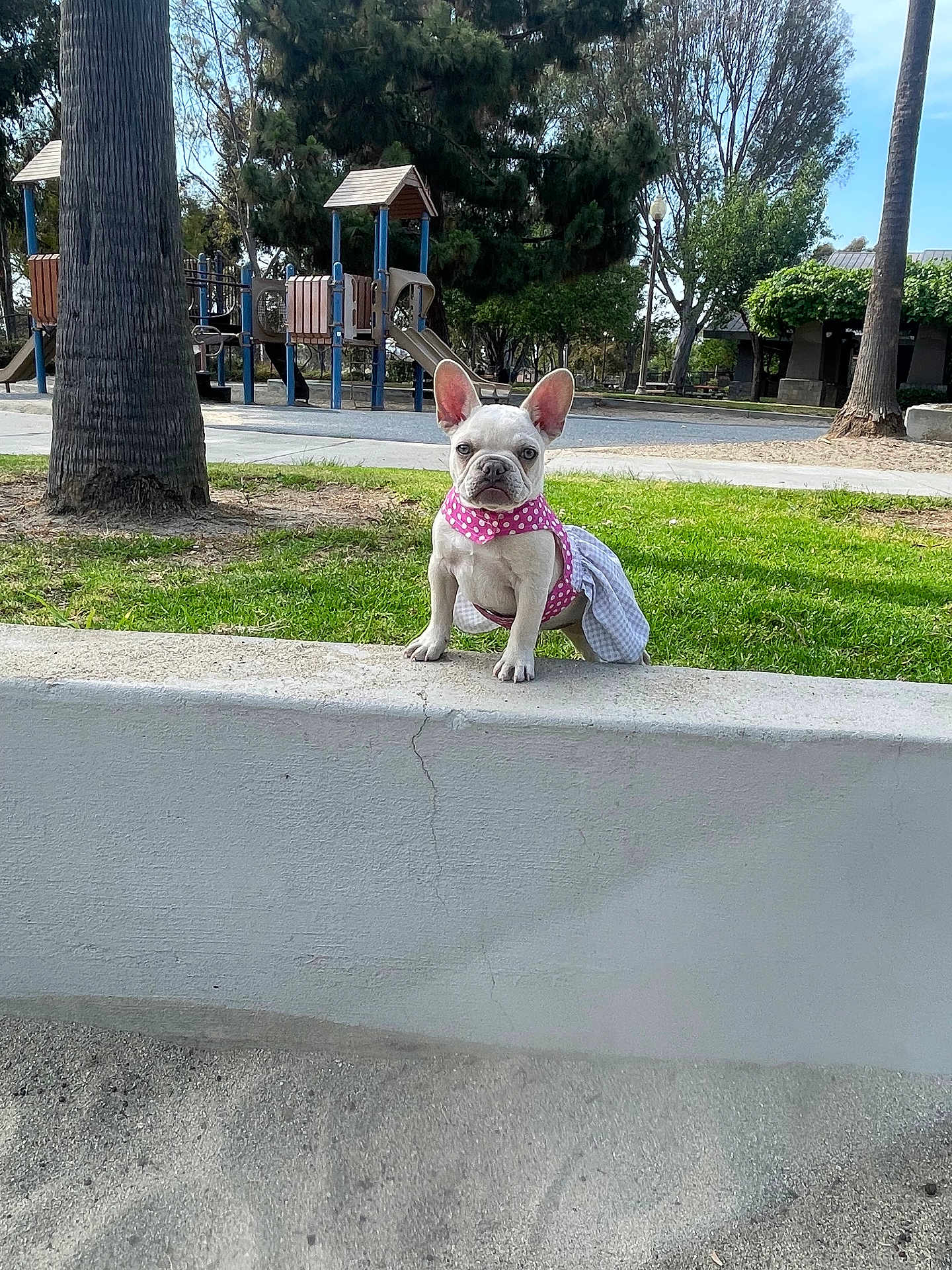 Nala is registered to the contest to win money with this photo: dog, french_bulldog, puppy, pet, outdoor, park, playground, grass, concrete, tree, dress, pink, polka_dot, animal, cute, small_dog, sunny, daytime, nature, leash