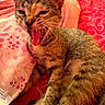 Cleopatra joined the competition — help win amazing prizes! cat, tabby, yawning, pet, feline, bed, blanket, pink, floral_pattern, cozy, fur, whiskers, cute, domestic_animal, sleepy, resting, indoor, animal, close_up, relaxed