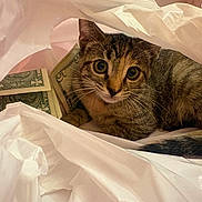 Cleopatra is registered to the contest to win money with this photo: cat, tabby_cat, money, dollar_bills, plastic_bag, curious, indoor, pet, whiskers, feline, closeup, eyes, young_cat, striped_fur, lying_down, domestic_animal, cute, animal, texture, soft_lighting