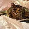 cat, tabby_cat, money, dollar_bills, plastic_bag, curious, indoor, pet, whiskers, feline, closeup, eyes, young_cat, striped_fur, lying_down, domestic_animal, cute, animal, texture, soft_lighting